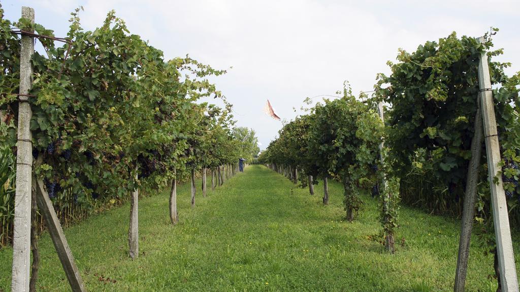 Agriturismo Da Gas San Giorgio In Bosco Zewnętrze zdjęcie
